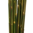 thumbnail image 5 of Vickerman 36" Autumn Plume Reed Bundle (15-20 stems), Preserved, 5 of 5
