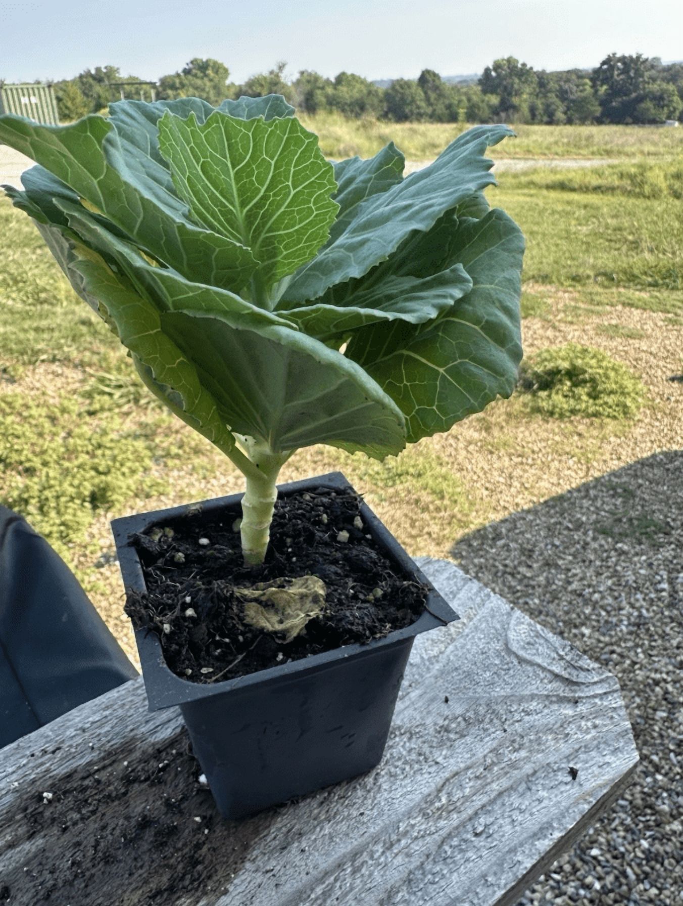 Cabbage Plant Live for Planting, 4 Inch Pot, Cold Harrdy Cabbage Vegetable Plant for Indoor Outdoor Garden