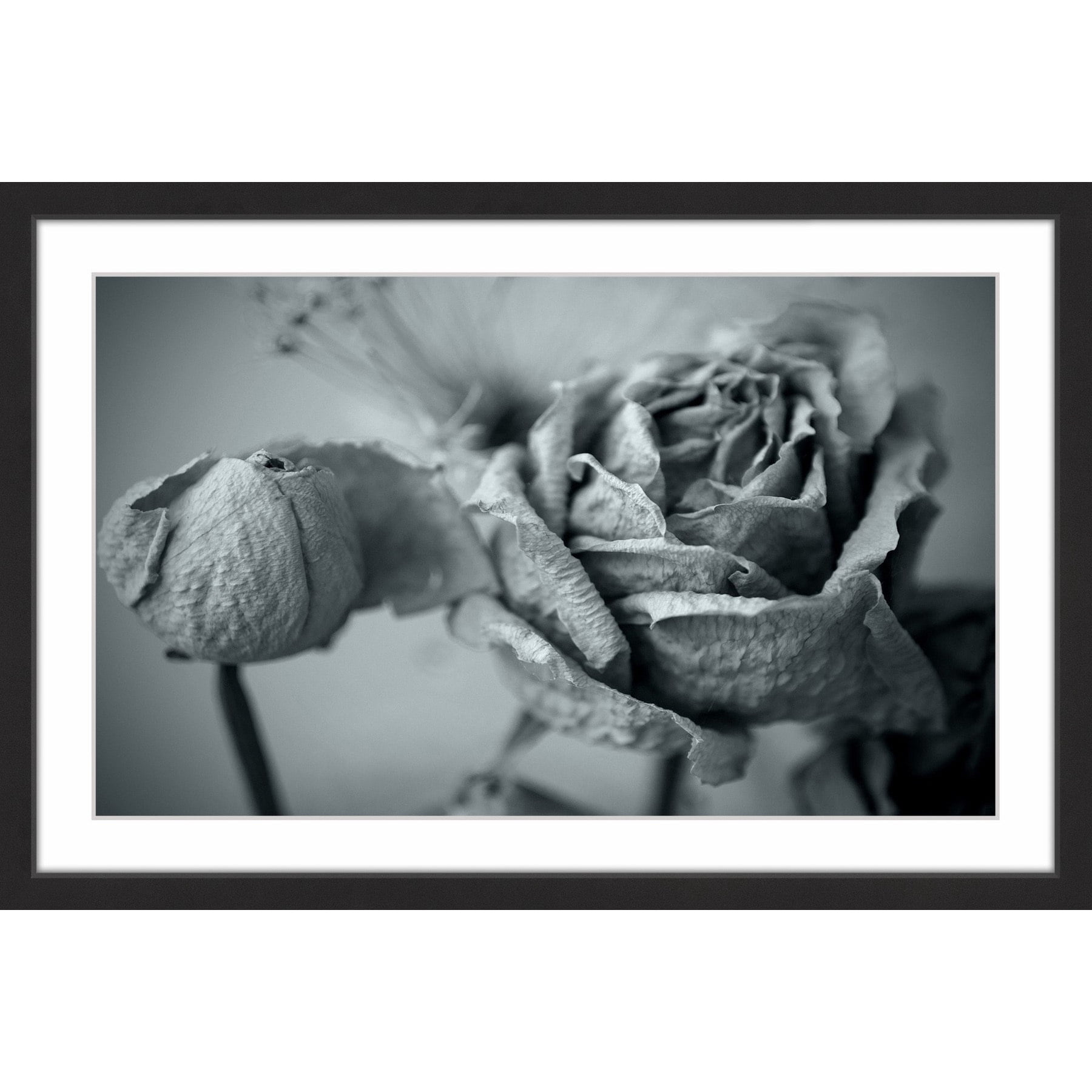 Roses in Slumber II Framed Painting Print