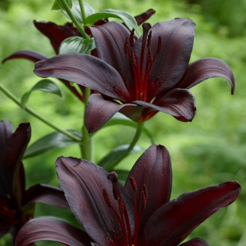 Nightrider Turkish Asiatic Lily - 2 Bulbs - Walmart.com