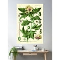 thumbnail image 2 of Hyoscyamus Niger (Black Henbane Or Stinking Nightshade) - Vintage Botanical Illustration Poster Wall Art, Modern Wall Decor For Living Room Bedroom, 8x12 UNFRAMED, 2 of 3