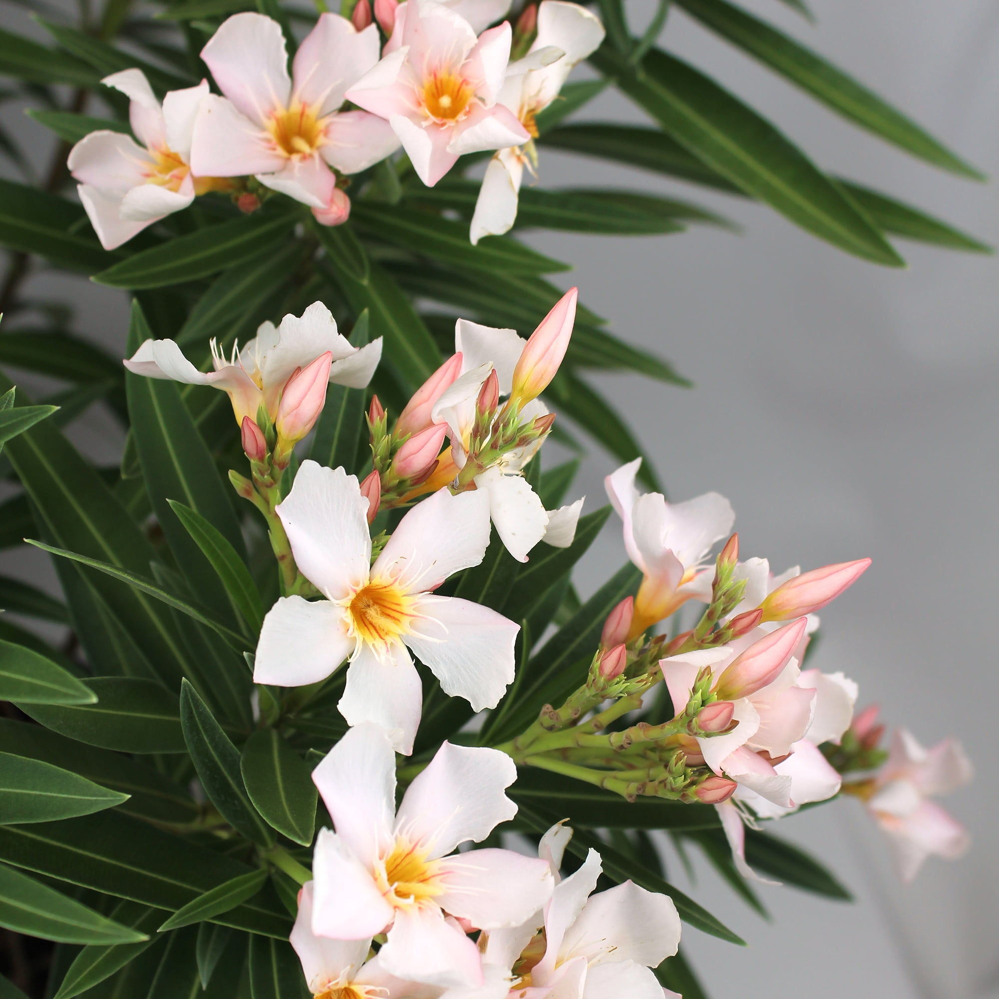 Expert Gardener White Oleander Live Plant, 18-24 in Tall, 2.25 gal