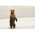 thumbnail image 2 of Jones, Adam 14x11 Gold Ornate Wood Framed with Double Matting Museum Art Print Titled - Brown bear standing upright-Silver Salmon Creek-Lake Clark National Park-Alaska, 2 of 4