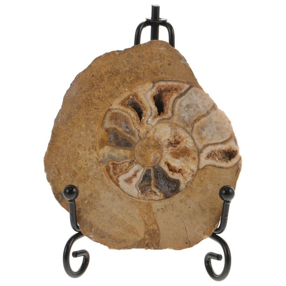 FOMIYES MultiColor Ammonite Specimen for Decoration with Stand Ideal for Geology Enthusiasts 4.5 inches