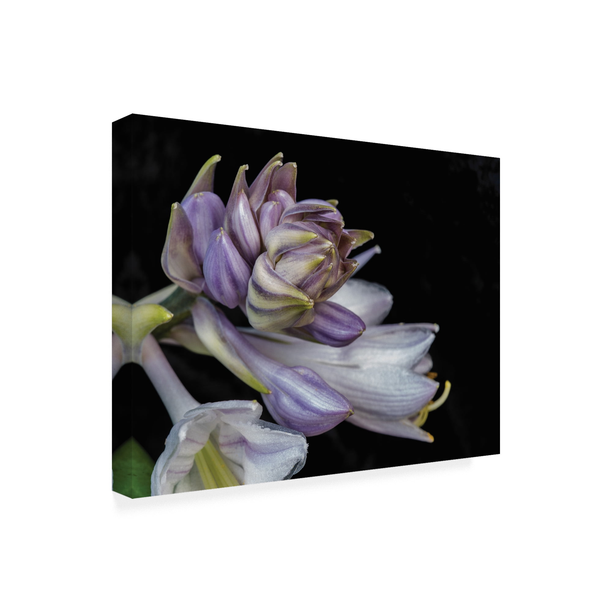 Trademark Fine Art 'Hosta Flower Unfolding' Canvas Art by Kurt Shaffer