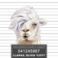 thumbnail image 3 of Loreth, Lanie 20x20 Black Modern Framed Museum Art Print Titled - Llamas Livy, 3 of 5