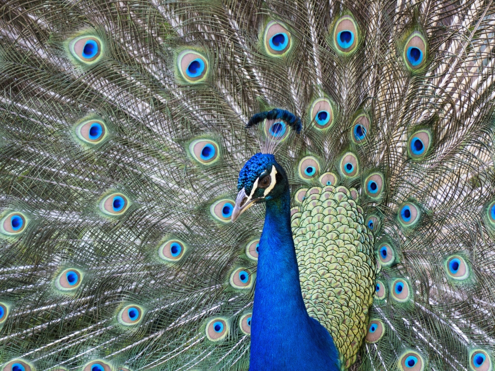 Peacock In Full Dis