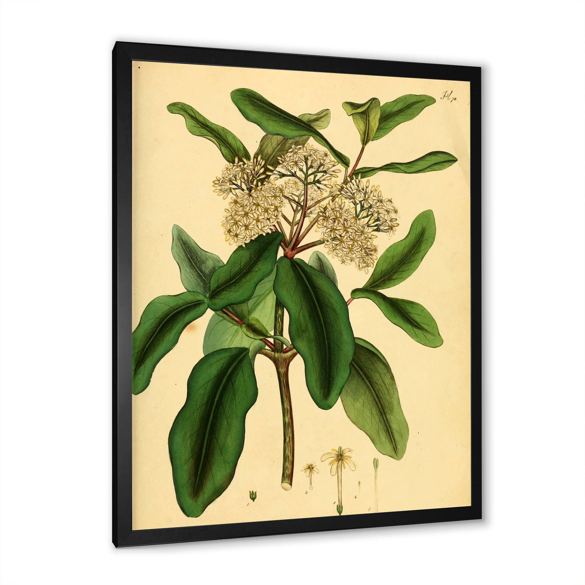 Designart 'Ancient Plant Life I' Traditional Framed Art Print