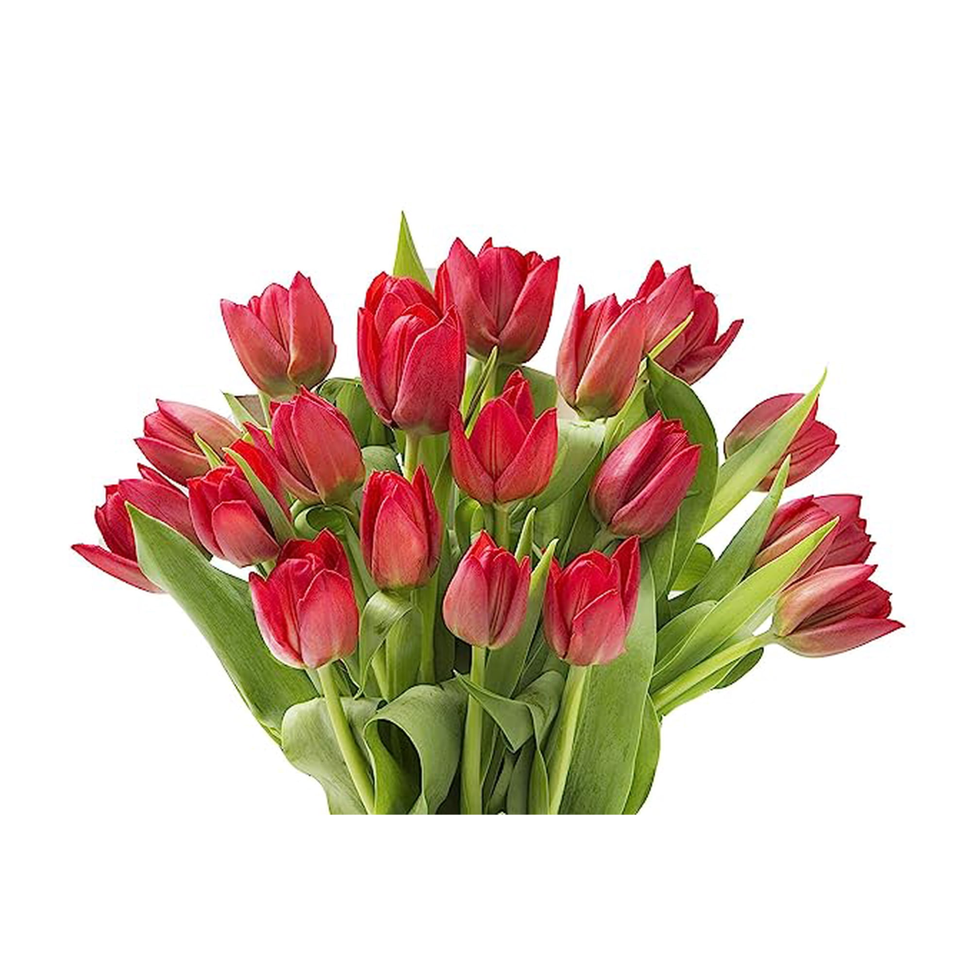 KaBloom : 20 Red Tulips, Next-Day Delivery, Gift for Every Occasion