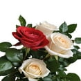 thumbnail image 4 of KaBloom : Bouquet of 6 Red Roses, 6 Pink Roses Next-Day Delivery, Gift for Every Occasion., 4 of 4