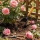 thumbnail image 4 of Pala de Horticultura de Acero Templado, Herramientas para Plantar Flores en el Hogar, Cultivo de Verduras y Flores, Pala para Flores, Arreglo de Flores en Macetas, 4 of 6