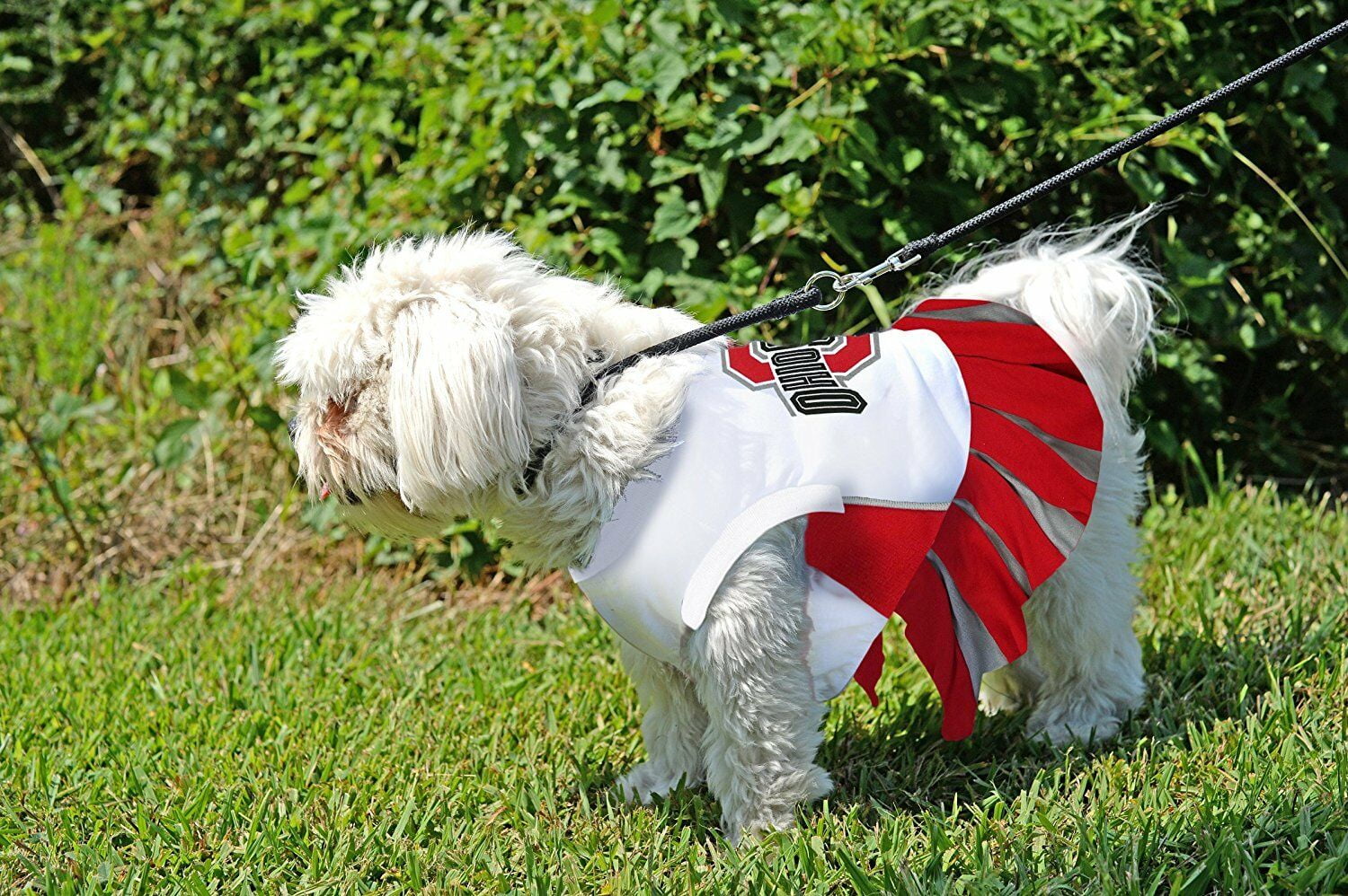 Pets First College Ohio State Buckeyes Cheerleader, 3 Sizes Pet Dress  Available. Licensed Dog Outfit 