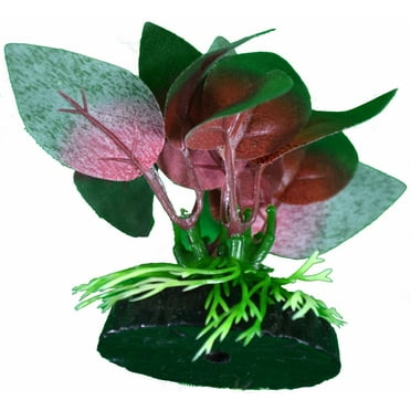 Red Anubias Betta Plant