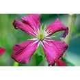 thumbnail image 5 of Clematis Madame Julia Correvon - 5 Live Plants in 4 Inch Growers Pots - Clematis 'Madame Julia Correvon' - Starter Plants Ready for The Garden - Beautiful Maroon Flowering Vine, 5 of 5