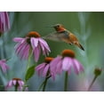 thumbnail image 2 of Fitzharris, Tim 32x26 Black Ornate Wood Framed with Double Matting Museum Art Print Titled - Rufous Hummingbird among Purple Coneflowers, 2 of 4
