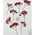thumbnail image 3 of 16 Pcs Gypsophile Rouge Vrai Naturel Fleurs Séchées Pressées pour Résine Art Artisanat Bricolage, 3 of 3