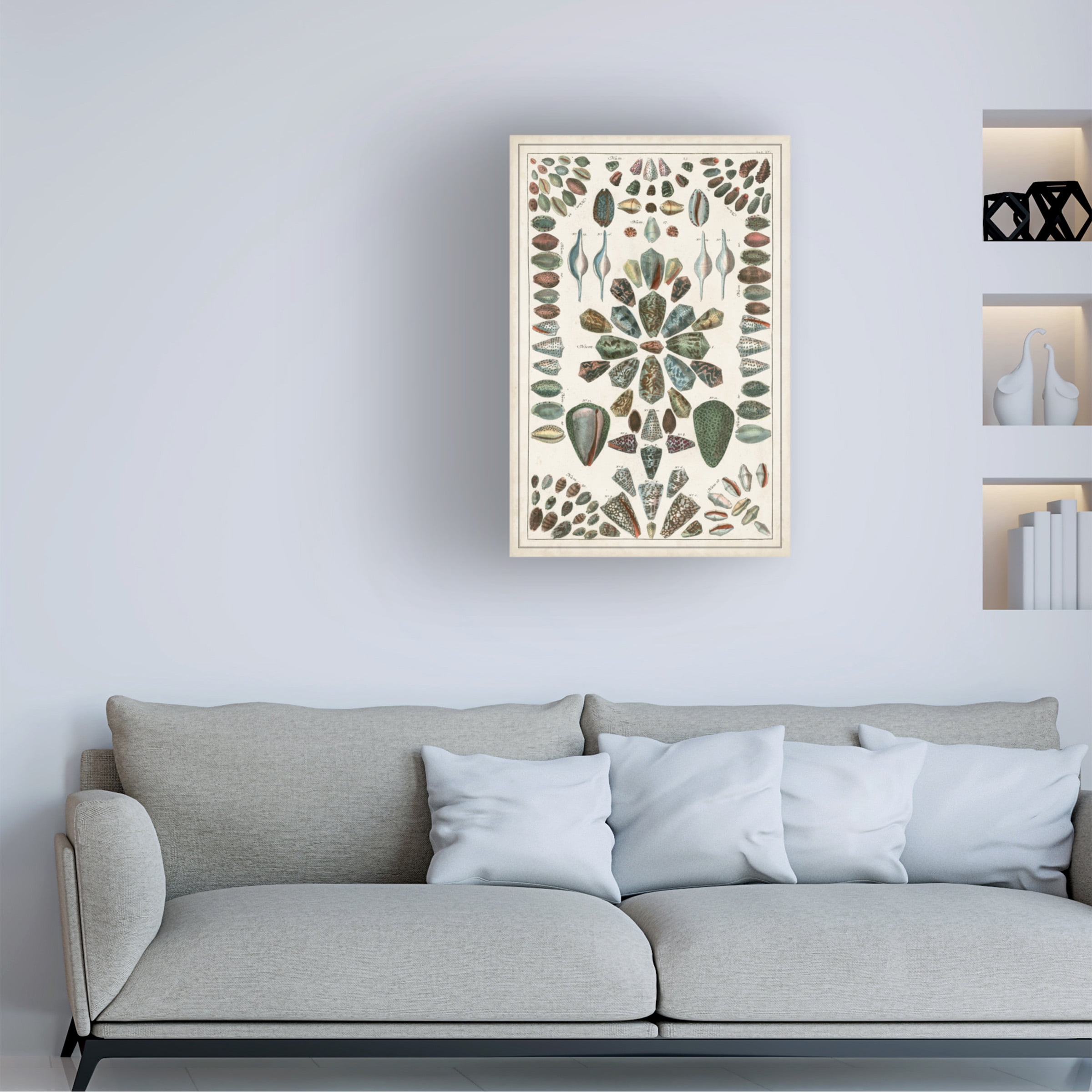 Albertus Seba 'Grand Seba Shells IV' Canvas Art