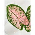 thumbnail image 2 of Caladium Pink Splash - Live Air-Purifying Indoor Plant in Nursery Pot – Easy Care, Low Maintenance Houseplant for Home & Office Decor, Natural Air Cleaner, Best for Beginners, 2 of 7