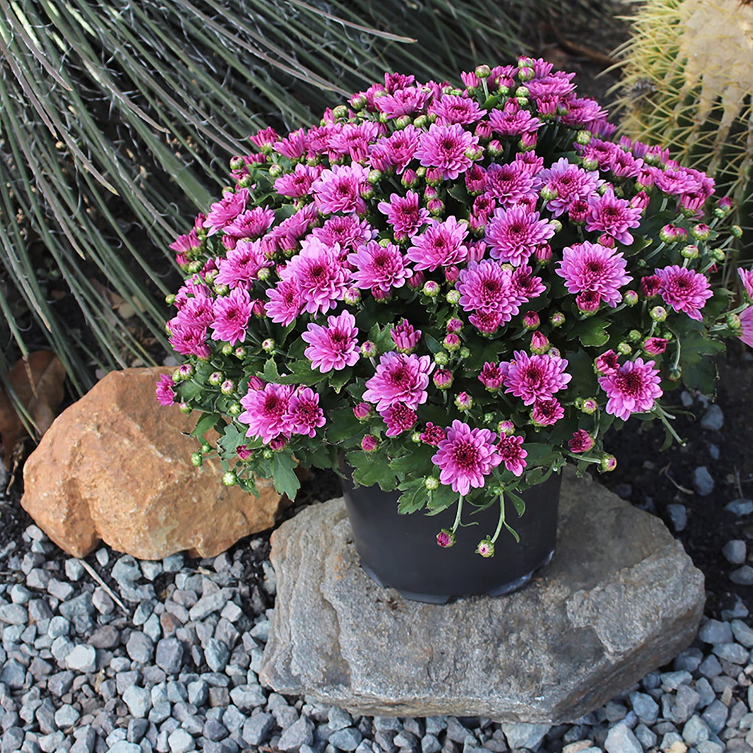 Better Homes & Gardens 1.5G Pink Mum Live Plant Hanging Basket Full Sun