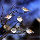 thumbnail image 1 of Outdoor Christmas Decorations Birds String Lights,led Acrylic 5 Birds Lights With Clip Waterproof-Good, 1 of 5