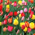 thumbnail image 2 of 75 Mixed Tulip Flower Bulbs – Bulk Pack of Colorful Tulips for Spring Blooms – Easy Fall Planting, 2 of 8