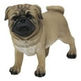 thumbnail image 1 of Realistic Lifelike Adorable Fawn Pug Dog Statue 7.75" L Figurine with Glass Eyes, 1 of 4