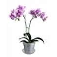 thumbnail image 4 of 4" Slotted Clear Orchid Pots - 3 Pack (White Pearl), 4 of 4