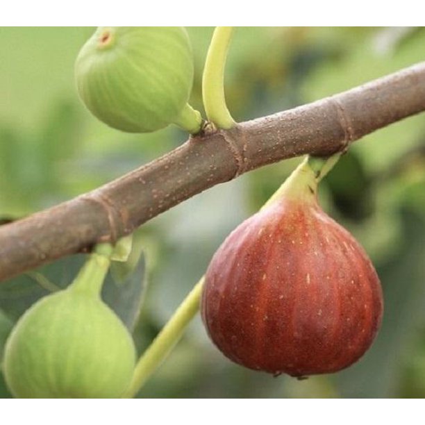 Celeste Fig Tree Nutritious Light Brown To Purple Figs 1 Gallon