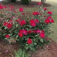 thumbnail image 3 of Top Gun Dormant Bare Root Shrub Rose, Includes one dormant plant per order, 3 of 4