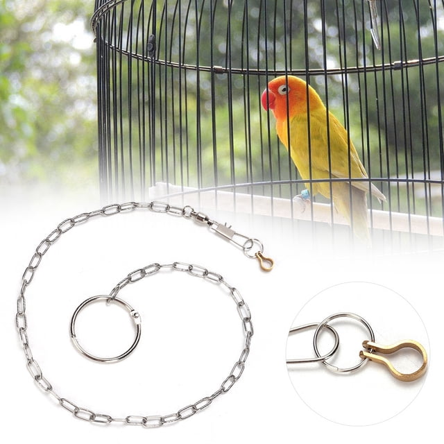 Arnés de entrenamiento para tobillera con cadena para pies de loros y pájaros de acero inoxidable (Psittacula eupatria)