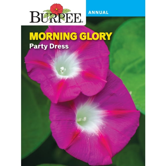 Burpee Party Dress Morning Glory Flower Seed, Annual Lifecycle, Full Sun