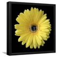 thumbnail image 1 of Yellow Gerbera Daisy, Botanical Framed Art Print Wall Art by Jim Christensen Sold by Art.Com, 1 of 5