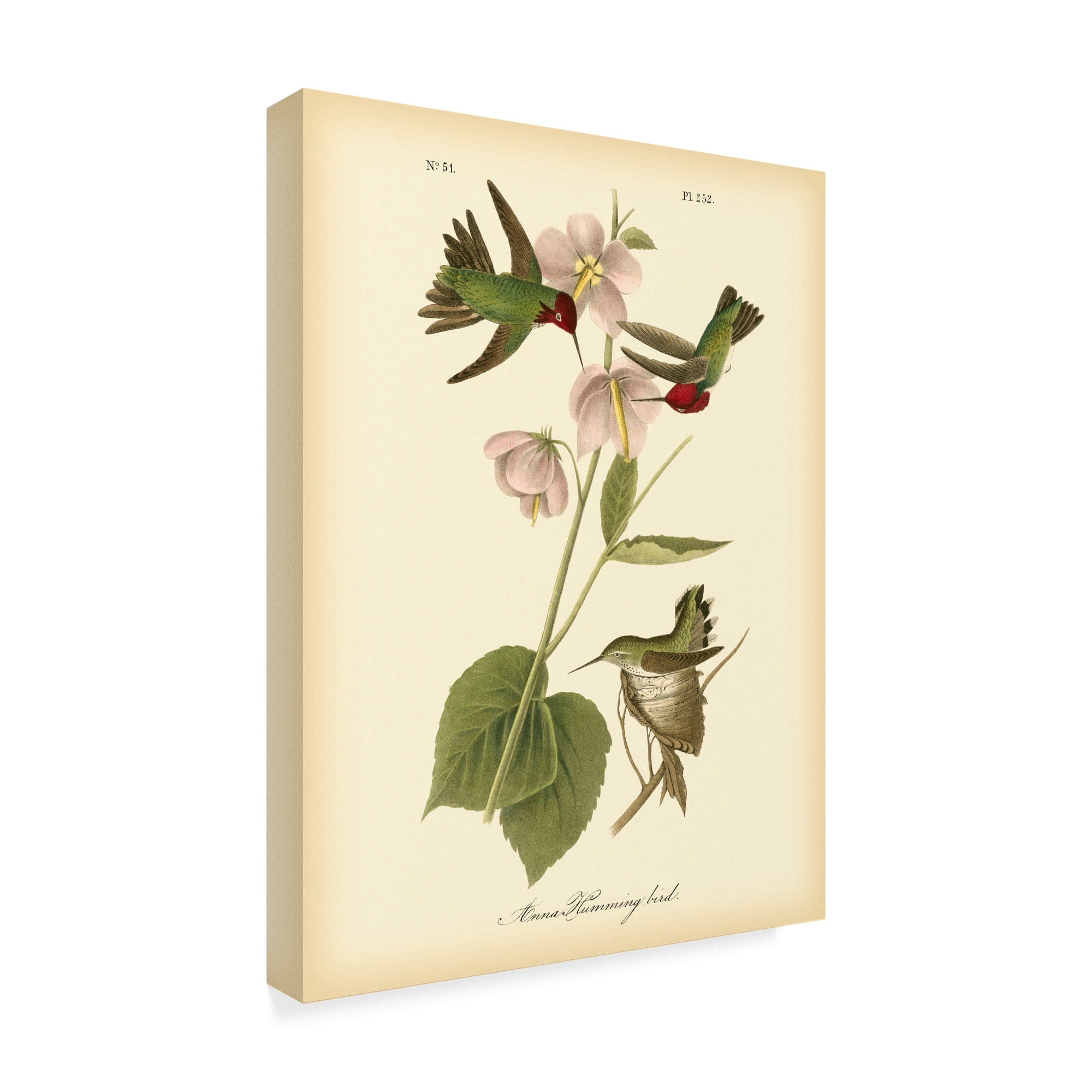Trademark Fine Art 'Anna Hummingbird' Canvas Art by John James Audubon
