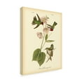 thumbnail image 2 of Trademark Fine Art 'Anna Hummingbird' Canvas Art by John James Audubon, 2 of 4