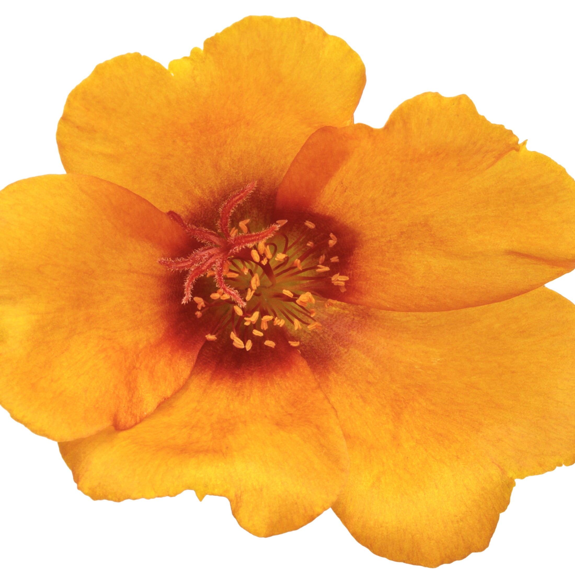 Proven Winners 4" Yellow Mojave Mango Purslane Live Plant in 4.25" Pot (4 Count)