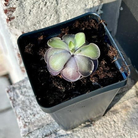 Bloomify Live Pinguicula cyclosecta – Rare Violet-Toned Mexican Butterwort, Rosette-Forming Carnivorous Plant, Effortless to Grow
