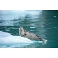 thumbnail image 2 of Souders, Paul 32x23 White Modern Wood Framed Museum Art Print Titled - Alaska-Leconte Bay-Harbor Seal pup resting on iceberg calved from LeConte Glacier east of Petersburg, 2 of 4