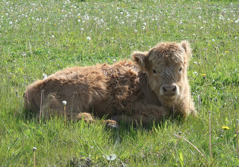 Calf Highland Cattle Cattle Scottish Highland Cattle-20 ...