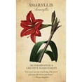 thumbnail image 4 of Oráculo Botanical 44 Cartas Florales + Guía Digital, 4 of 6
