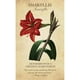 thumbnail image 4 of Oráculo Botanical 44 Cartas Florales + Guía Digital, 4 of 6