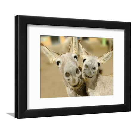 Donkey Duo Framed Print Wall Art By Blueiris