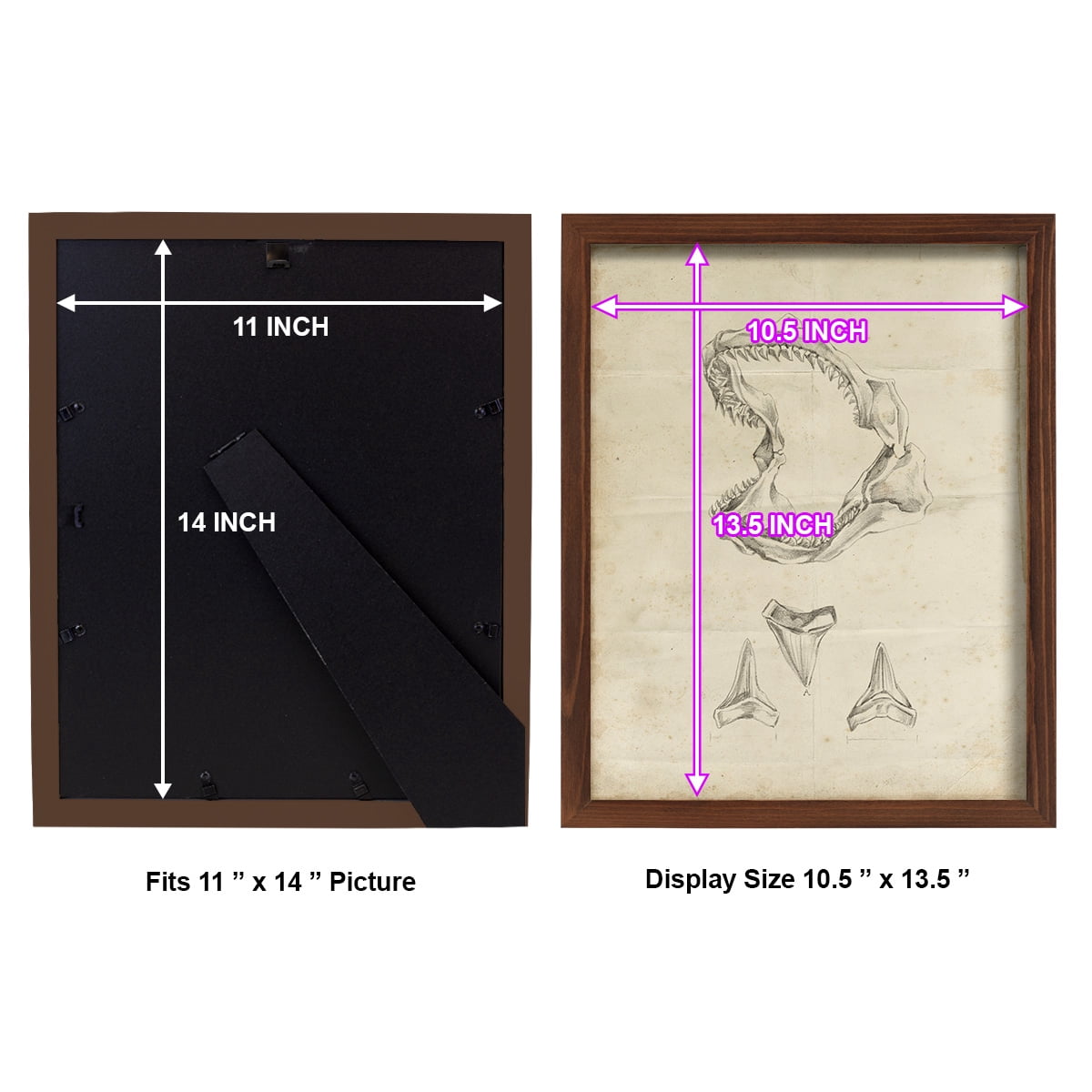 Shark Study II - Framed Print w/glass - Chestnut