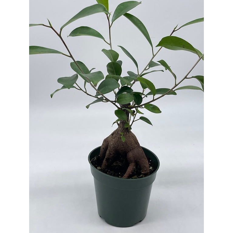 Chinese Banyan in 4 inch Pot, Ficus microcarpa, Malayan Banyan, Indian  Laurel, Curtain fig, Gajumaru - Walmart.com