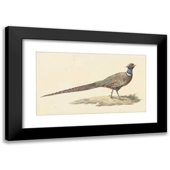 Pieter Pietersz. Barbiers 14x10 Black Modern Framed Museum Art Print Titled - Pheasant (1759 - 1842)