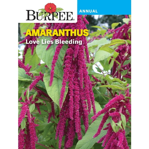 Burpee Love Lies Bleeding Amaranthus Annual Flower Seed, 1-Pack, Full Sun