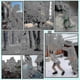thumbnail image 2 of Hot Inflatable Dinosaur Costumes Suit Dress T-rex Anime Party Cosplay, 2 of 5
