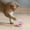 Pink, variant on Interactive Cat Toy with Chirping Sound for Indoor Play and Exercise Large Egg Pet Entertainment