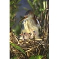 thumbnail image 2 of Joanne Williams 4x14 White Modern Wood Framed Wall Art Titled - FL, Keenansville Least bittern and chicks, 2 of 5