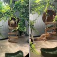 thumbnail image 2 of Casa de Coco para Reptiles con Escalera para Gecko Crestado y Lagarto, 2 of 7