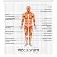 thumbnail image 3 of Ambesonne Human Anatomy Shower Curtain, Biology Muscle System, 69"Wx70"L, Coral, 3 of 3